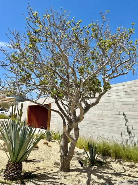 Duela de Concreto Los Cabos — imagen 5