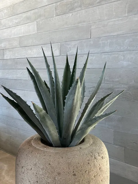 Duela de Concreto Los Cabos — imagen 3